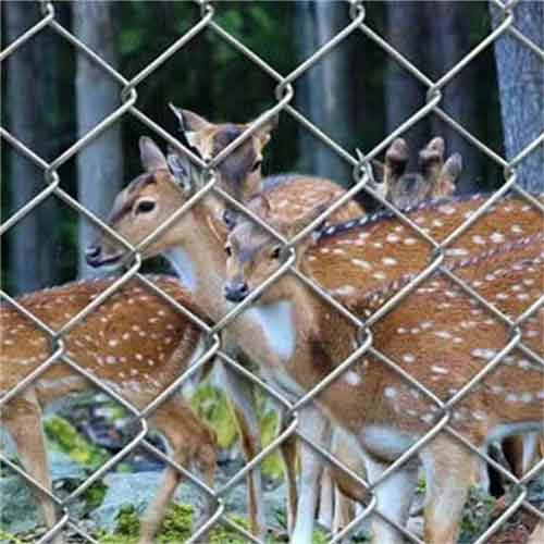 Hot Dipped Galvanized Cyclone Wire Mesh 8 ft Chain Link Fence Roll PVC Chain Link Fence For Philippines